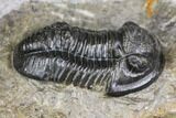 Detailed Gerastos Trilobite Fossil - Morocco #141665-1